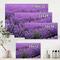 Designart - Blooming Purple Lavender Field - Farmhouse Canvas Wall Art Print